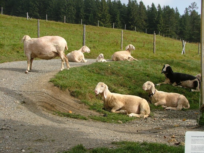 Allgäuer Bergbauernmuseum Diepolz